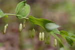 Solomon's seal